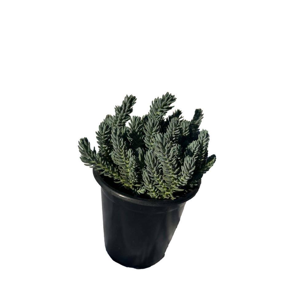 Zeus  Ruta Live Blue Spruce Stonecrop Planters in Separate in Pots Pet-Safe (1-Pack) BG-18