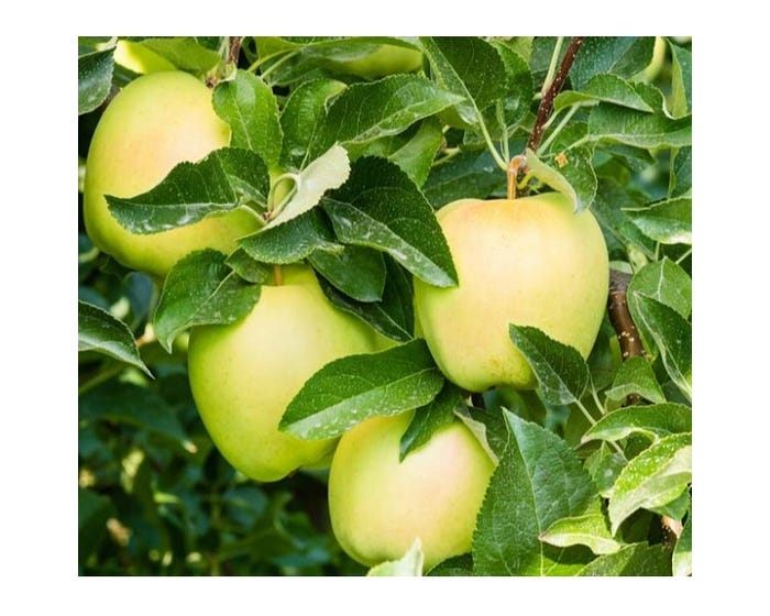 Freedom Farms Yellow Delicious Apple Fruit Tree， 7 Gallon Pot