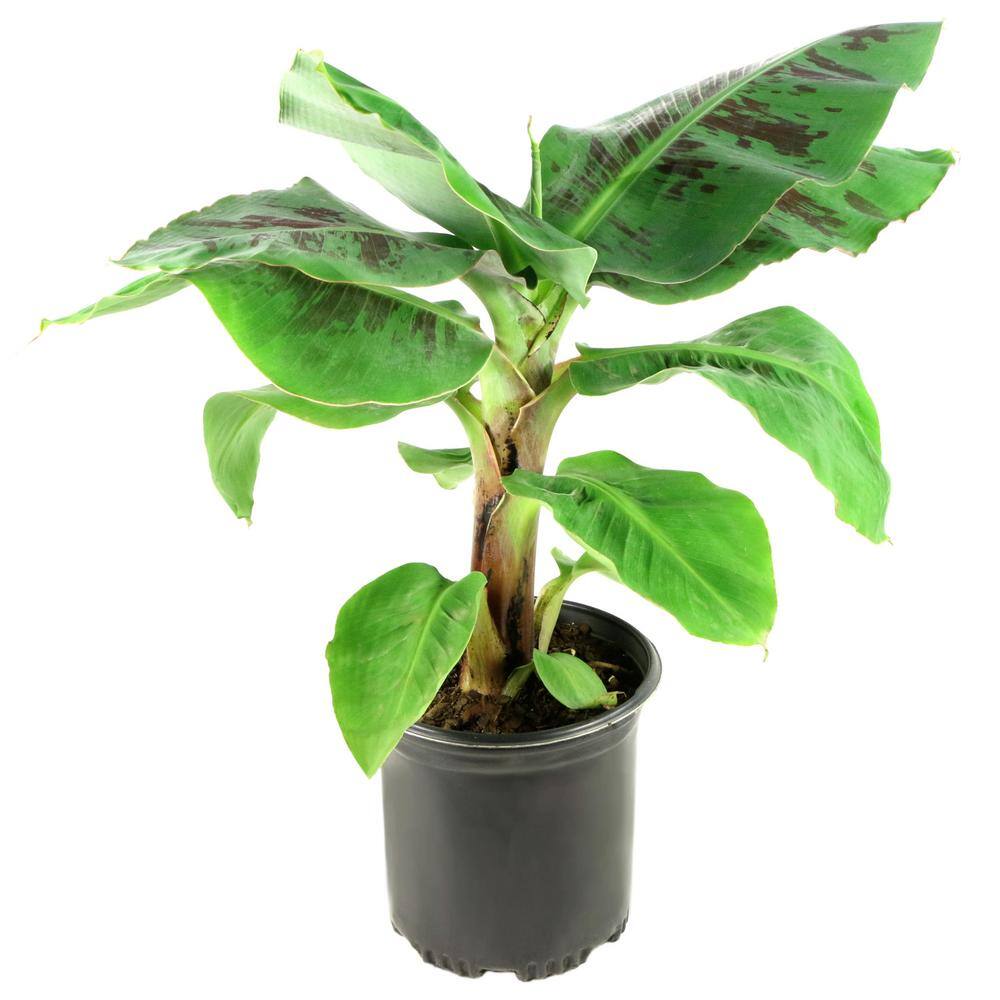 national PLANT NETWORK 2.5 Qt. Little Prince Banana Plant in Grower Pot HD7271