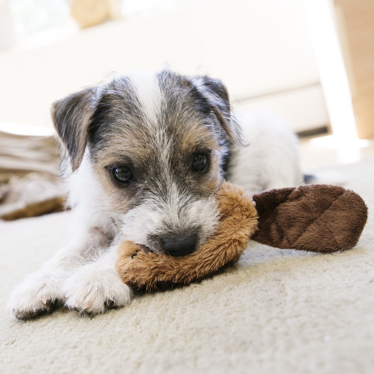 KONG Plush Beaver Dog Toy