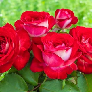 Spring Hill Nurseries Love at First Sight Hybrid Tea Rose Dormant Bare Root Plant with Red Color Flowers (1-Pack) 84480