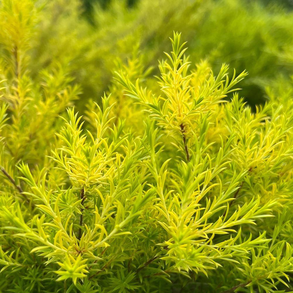Alder  Oak #5 Container Sunset Gold Coleonema Evergreen Confetti Shrub (2-pack) DISU05