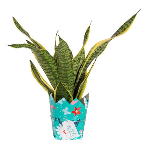 Costa Farms Live Indoor 14in. Tall Green Snake Plant; Bright， Indirect Sunlight Plant in 6in. Happy Birthday Gift Wrap