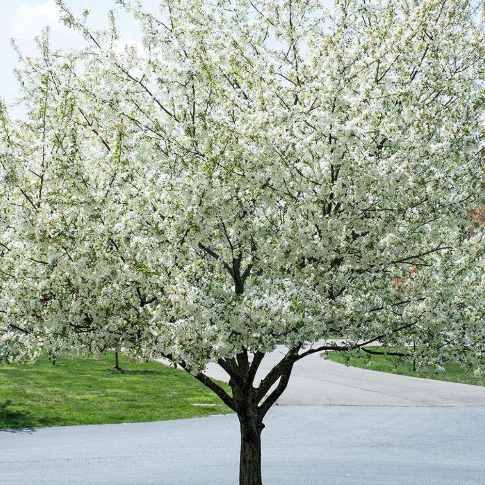 1 gal. Harvest Gold Crabapple Tree CRAHAR01G