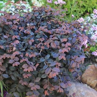 PROVEN WINNERS 2 Gal. Jazz Hands Pink Loropetalum Shrub with Cool Purple Foliage 13912