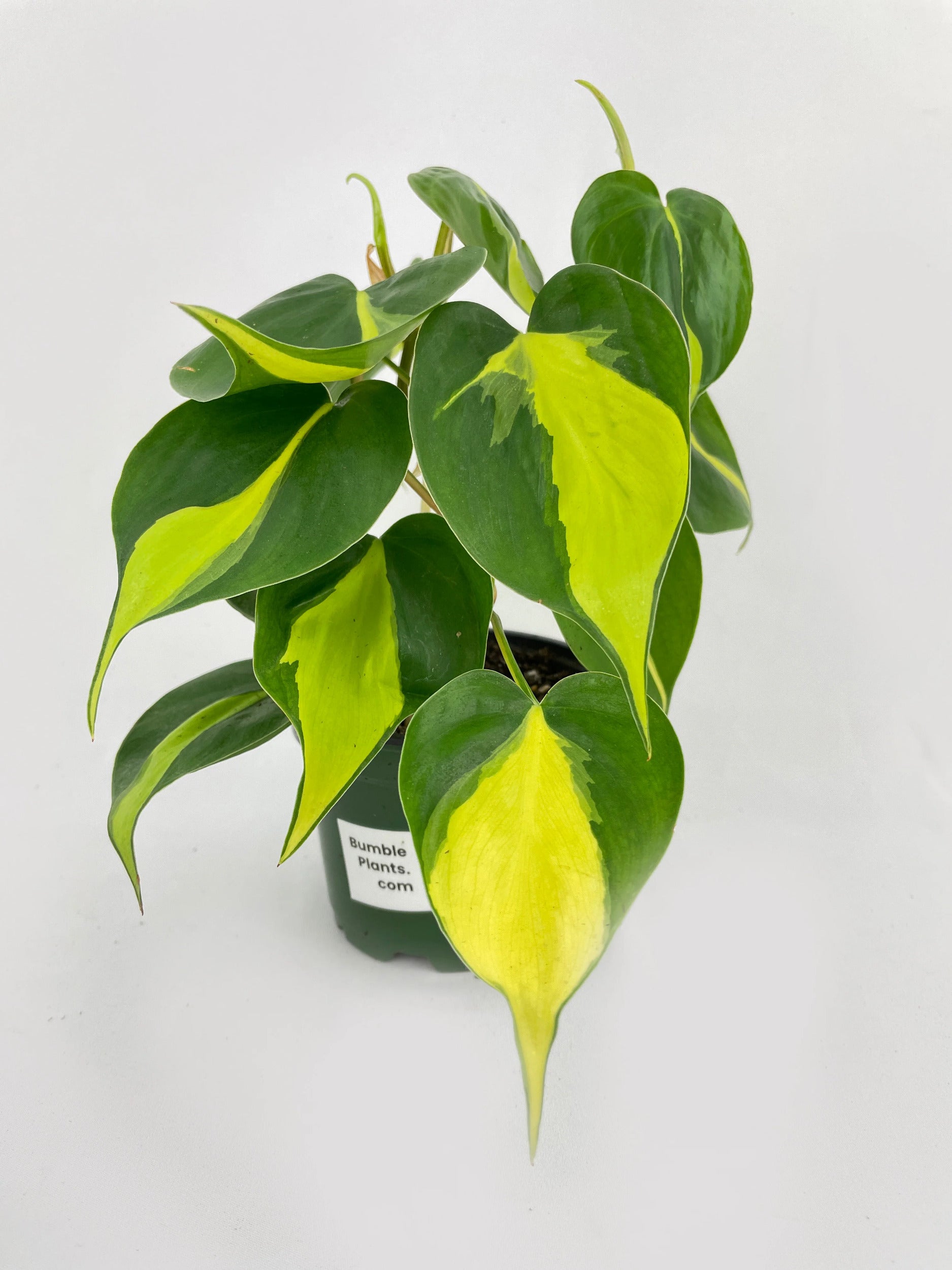 Philodendron Hederaceum Brasil