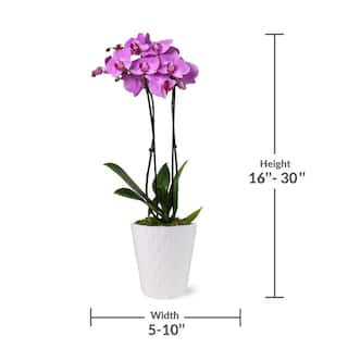 Just Add Ice Orchid (Phalaenopsis) Pink Plant in 5 in. White Ceramic Pottery J5007