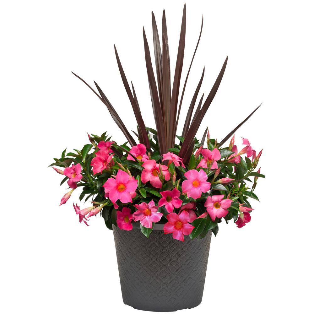 Rio 2.5 Gal. (#12) Dipladenia Flowering Annual Shrub with Assorted Colored Blooms 1001319350