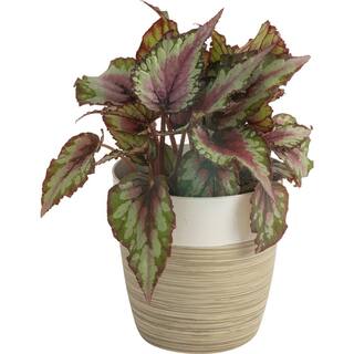 Costa Farms O2 for You Indoor Houseplant Collection in 4 in. Decor Pot Avg. Shipping Height 10 in. Tall (3-Pack) CO.O2FUBAM