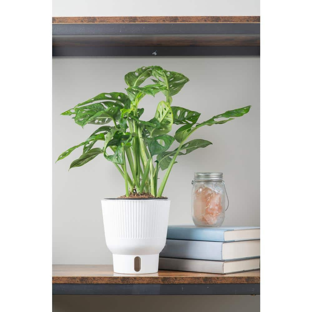 Costa Farms Trending Tropicals Little Swiss Cheese Monstera Indoor Plant in 6 in. White Pot Avg. Shipping Height 1-2 ft. CO.1.41MON.3.TR