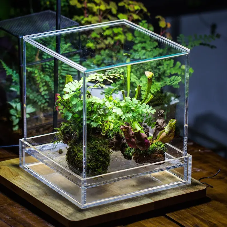 plant terrariums for kids live plants for terrariums decorations Glass For Restaurant