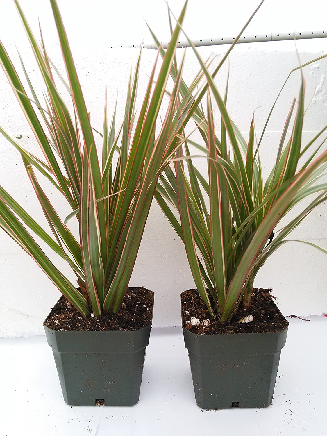 Two Strong Dracaena Marginata Colorama - Tri-color Dragon Tree Houseplant From Jm Bamboo