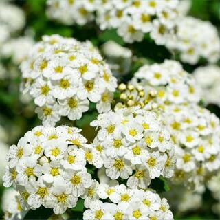 national PLANT NETWORK 2.25 Gal. Spirea Reeves Flowering Shrub with White Blooms HD7168