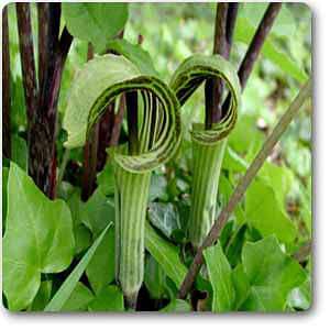 Arisaema triphyllum - Plant