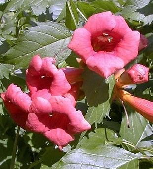 Flamenco Trumpet Vine  - Campsis - 2.5