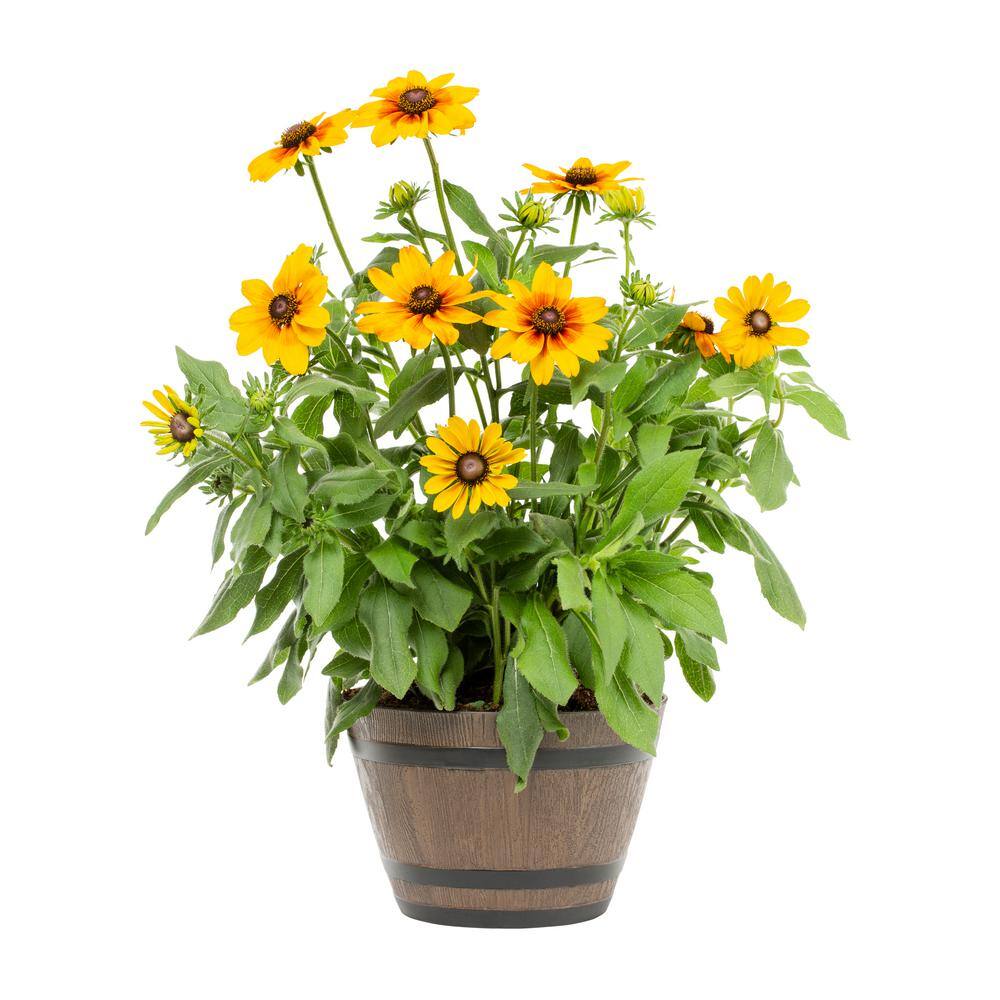 METROLINA GREENHOUSES 1 Gal. Smileyz Yellow Black Eyed Susan Napa Barrel Planter Perennial Plant 54997