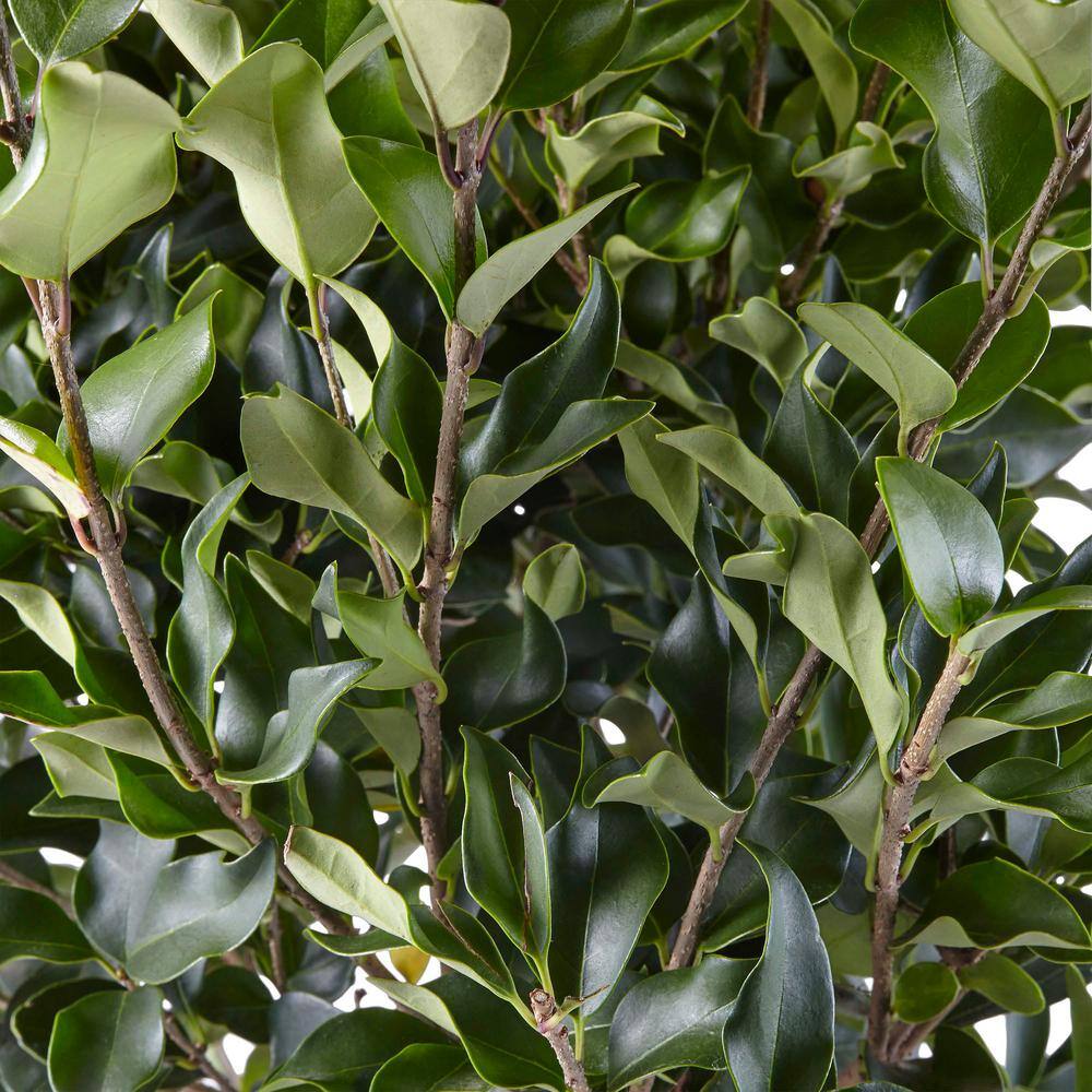 2.25 Gal. Ligustrum Recurvifolium Privet Shrub 14357