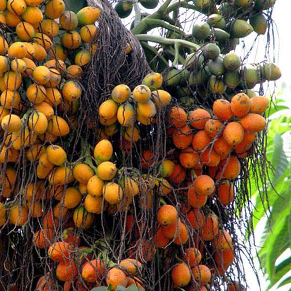 Areca Catechu, Betel Palm - 0.5 kg Seeds