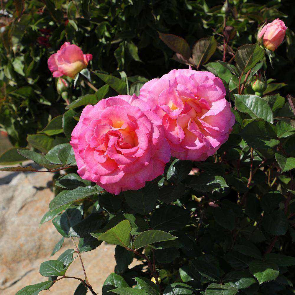 ALTMAN PLANTS My Bouquet 8 qt. Rose Pink and Gold Blossom (Julie Andrews) 0872930