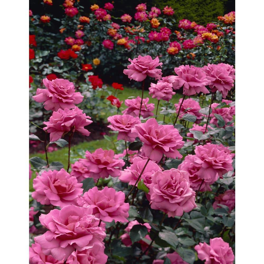 national PLANT NETWORK Rose Curly Pink with Pink Blooms (2-Bareroot) HD1350