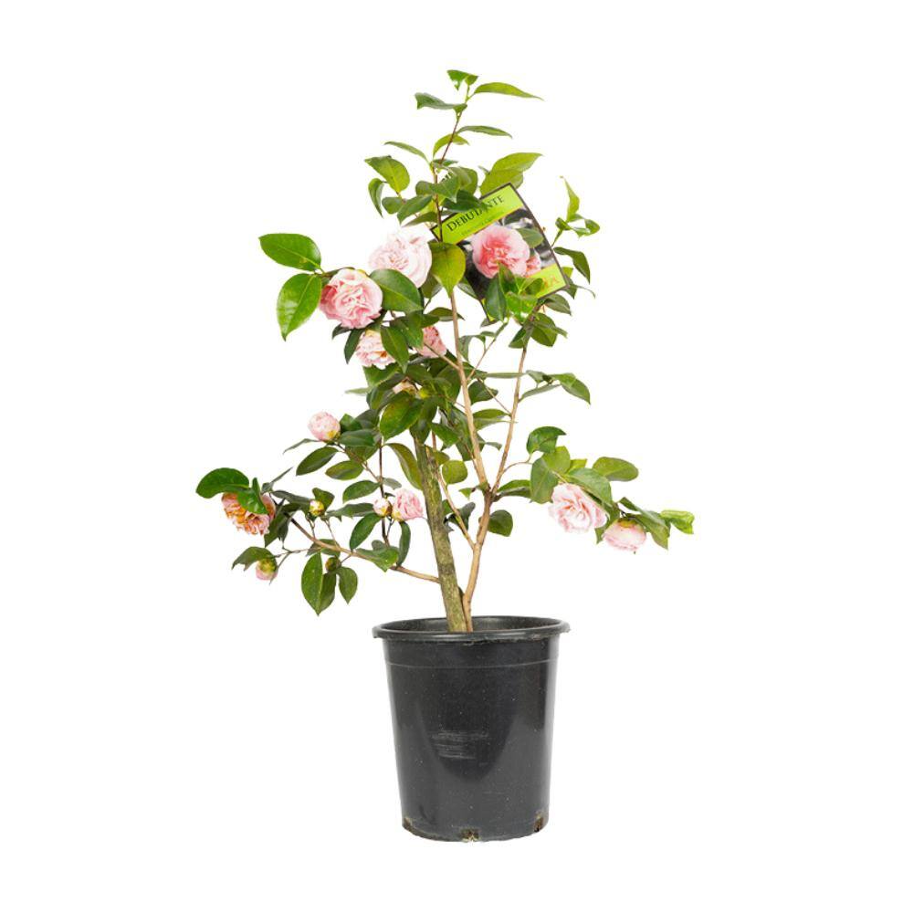 Alder  Oak 5 Gal. 'Debutante' Camellia Plant with Pink Flowers CAJD05