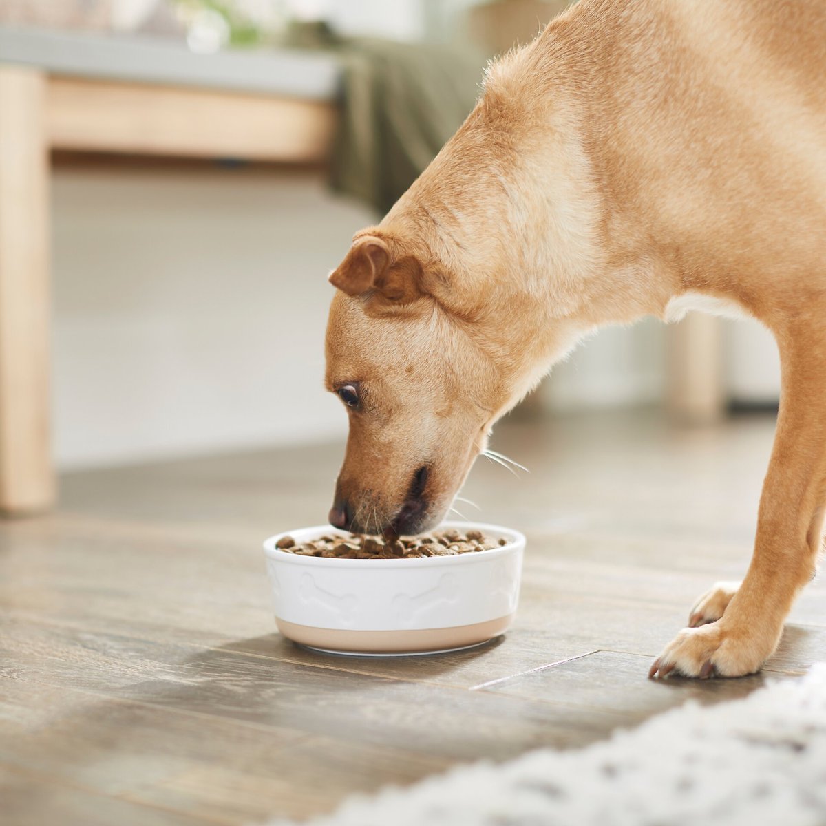 Frisco Bones Non-skid Ceramic Dog and Cat Bowl