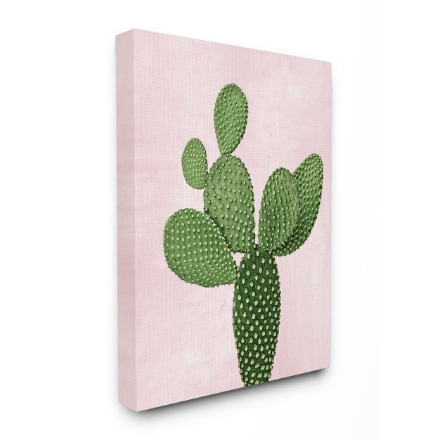 Stupell Industries Prickly Cactus Dessert Plant Nature Succulent Pink Green