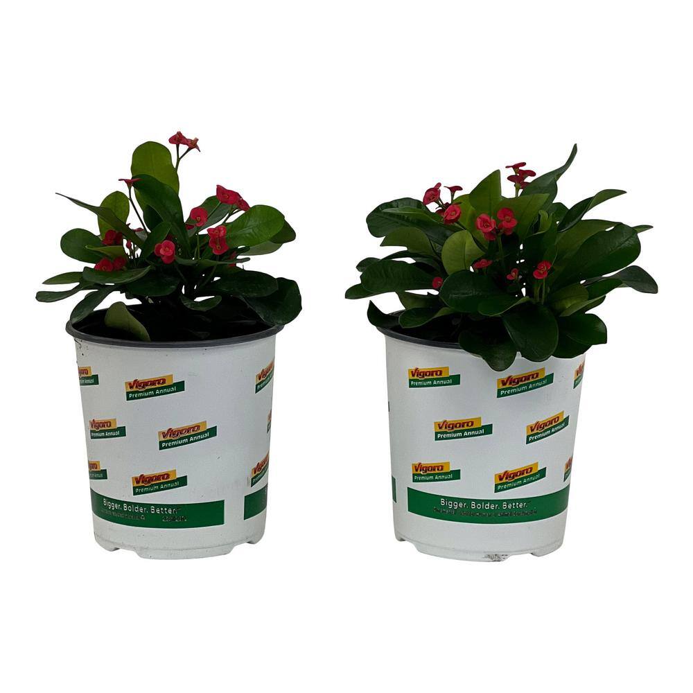 Vigoro 2.5 Qt. Crown of Thorns Plant Red Flowers in 6.33 In. Grower's Pot (2-Plants) DC1GCROWNRED2