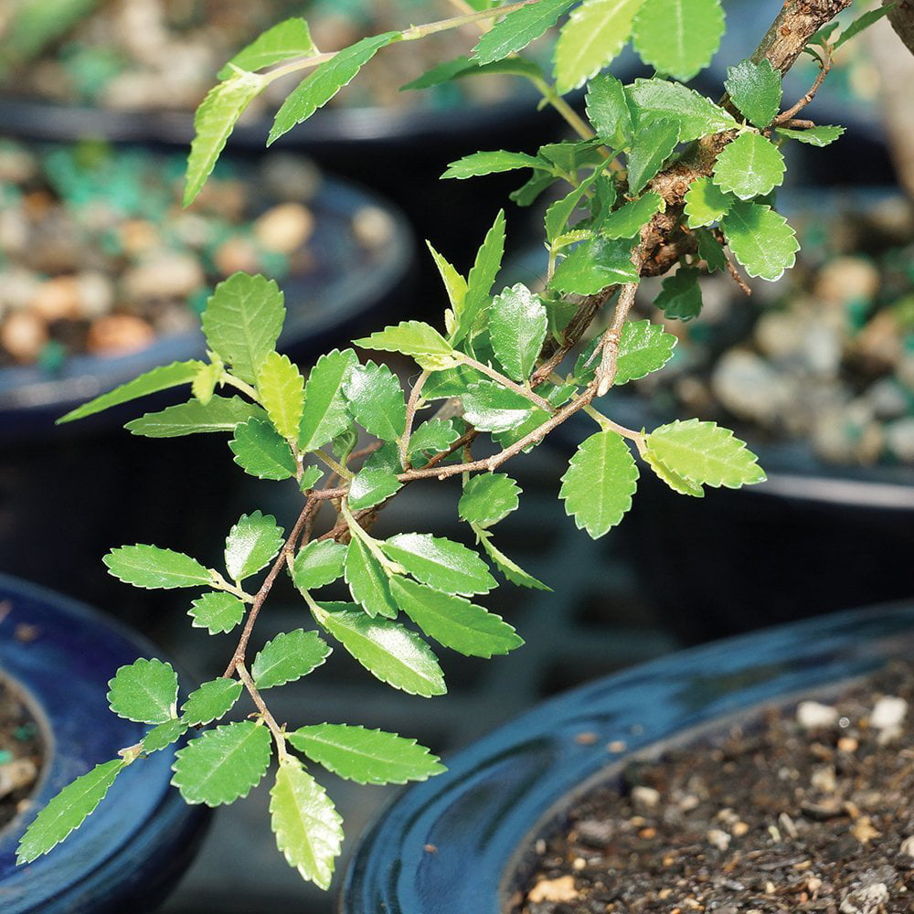 Brussel's Chinese Elm Bonsai - X Large - (Outdoor)