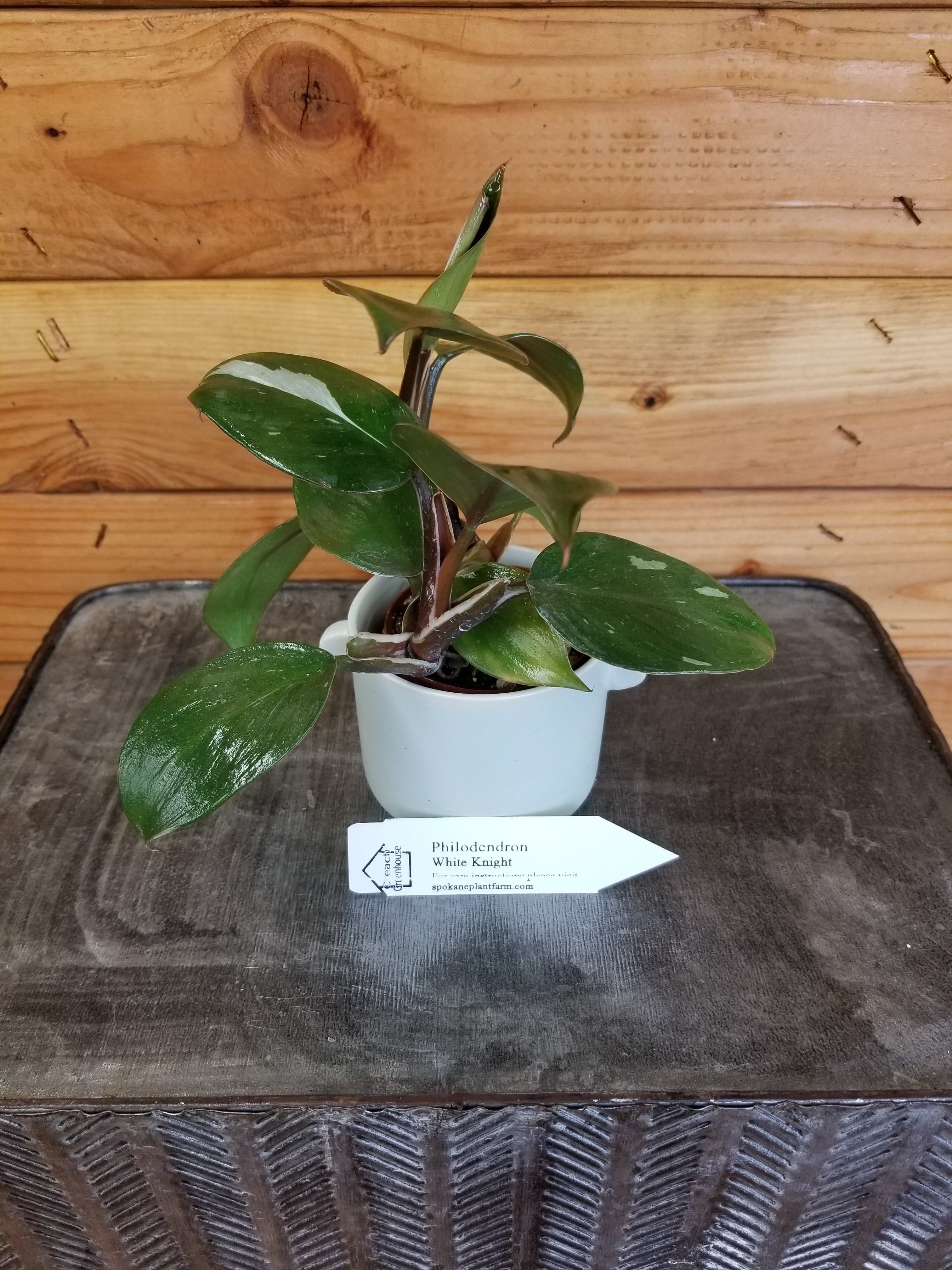 Philodendron White Knight Low Variegation， 2