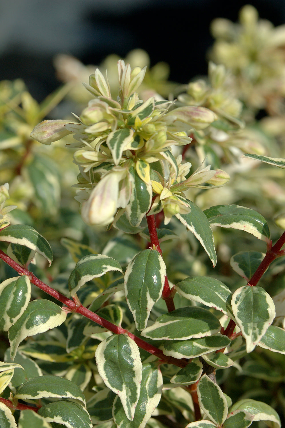 Radiance Abelia