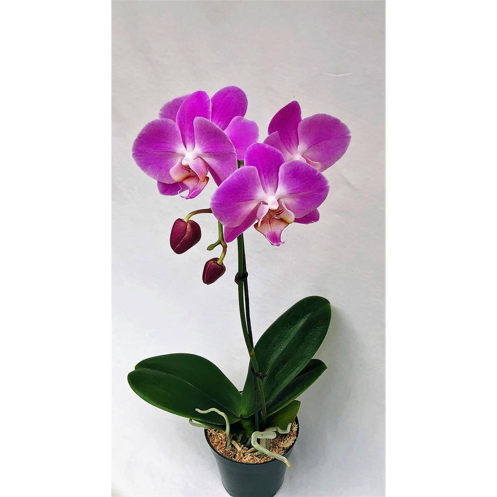 4 in. Phalaenopsis Orchid in Grower Pot PHAL4BLOOM