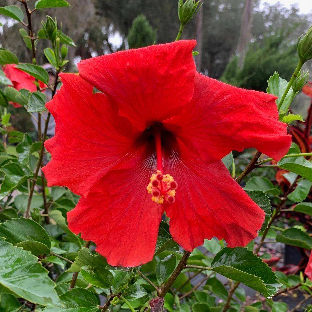 OnlinePlantCenter 3 Gal. Brilliant Tropical Hibiscus Flowering Shrub with Large Red Flowers H765G3