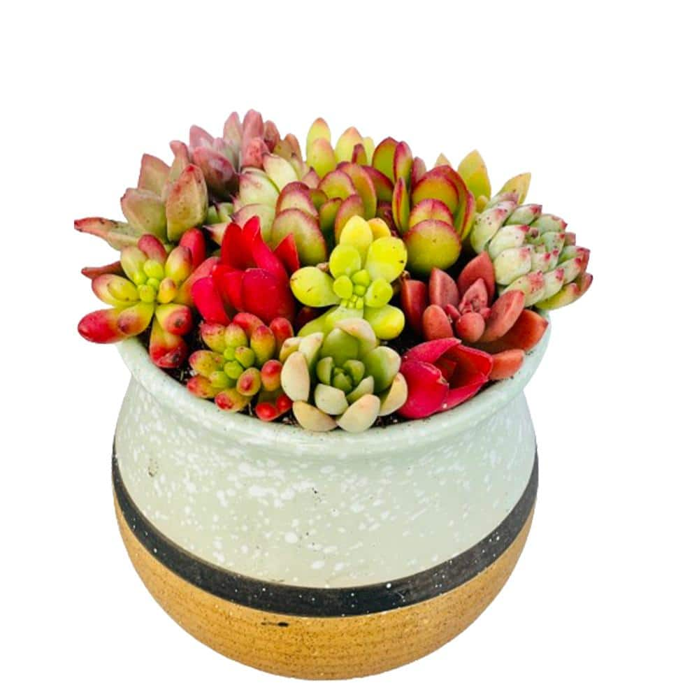 4 in. H Green Combination of Over 10 Succulents No Flowers Succulents008