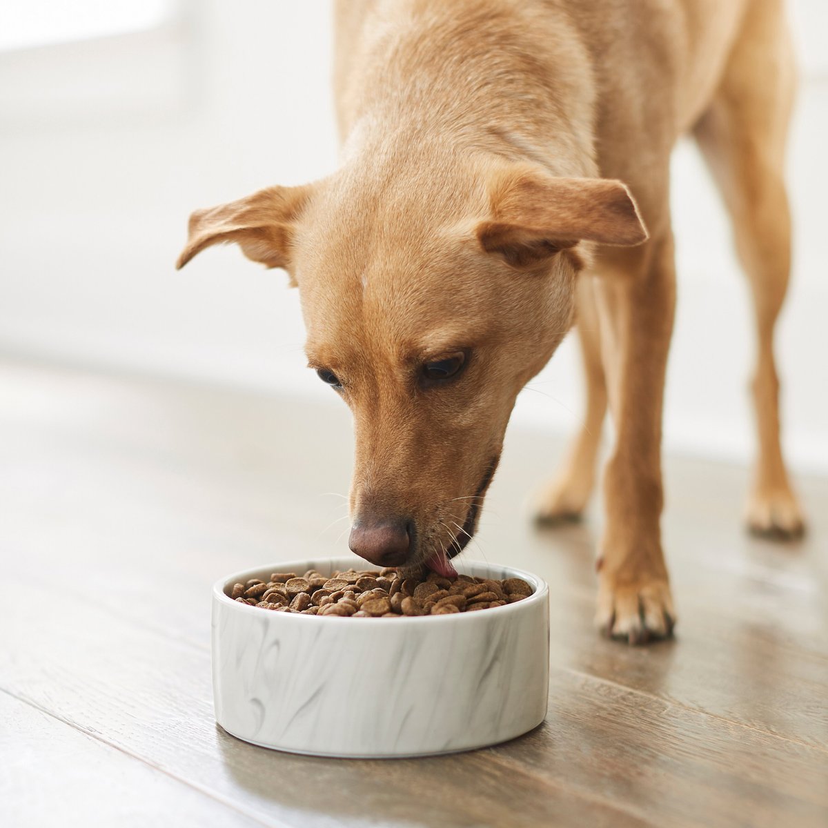 Frisco Marble Design Non-skid Ceramic Dog and Cat Bowl