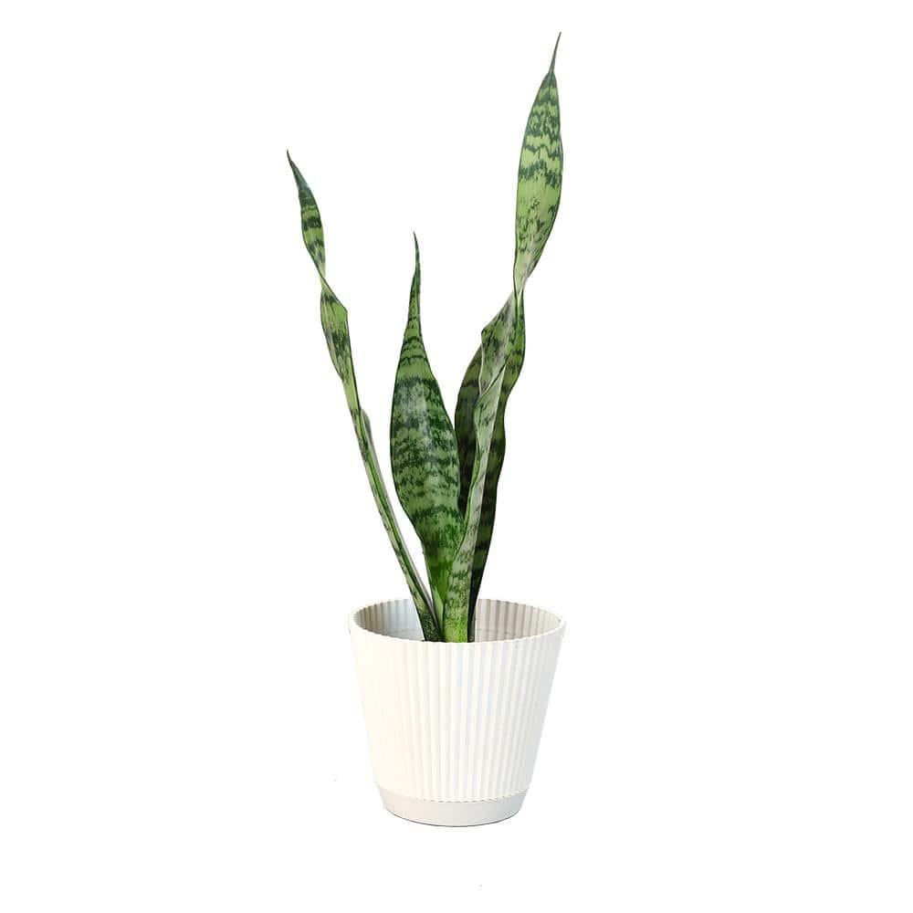 ALTMAN PLANTS Sansevieria Zeylanica in 4 in. Hudson Pot 0880099