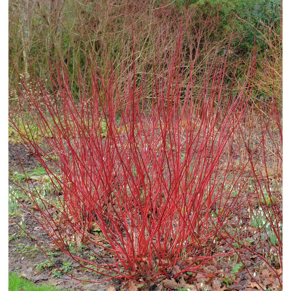 Online Orchards 1 Gal. Red Twig Dogwood Shrub Gorgeous Fireyred Winter Stems and Huge White Spring Flowers SBDW001
