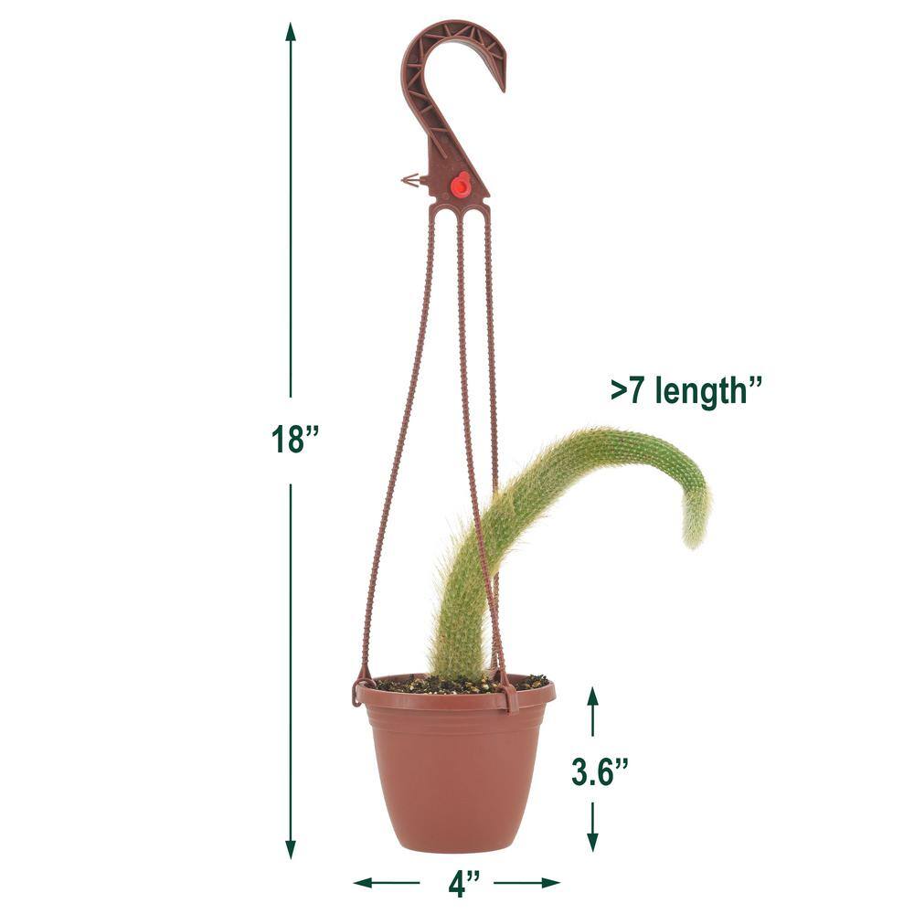 Arcadia Garden Products 4 in. Monkey Tail Cactus in Brown Plastic Hanging Basket LV93