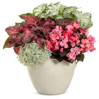 PROVEN WINNERS 1 qt. Caladium 'Scarlet Flame' Annual Live Plant Red and Green Foliage (4-Pack) PWCDM1SFR4PK