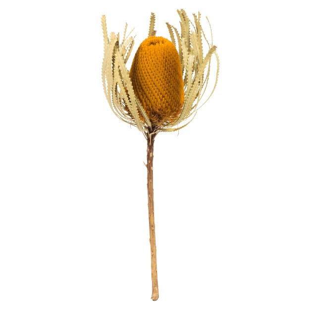 Vickerman Natural Jumbo Banksia Flower With Stem， Dried