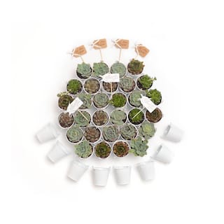 The Succulent Source 2 in. Wedding Event Rosette Succulents Plant with White Metal Pails and Let Love Grow Tags (140-Pack) 2-R-W-LLG-140