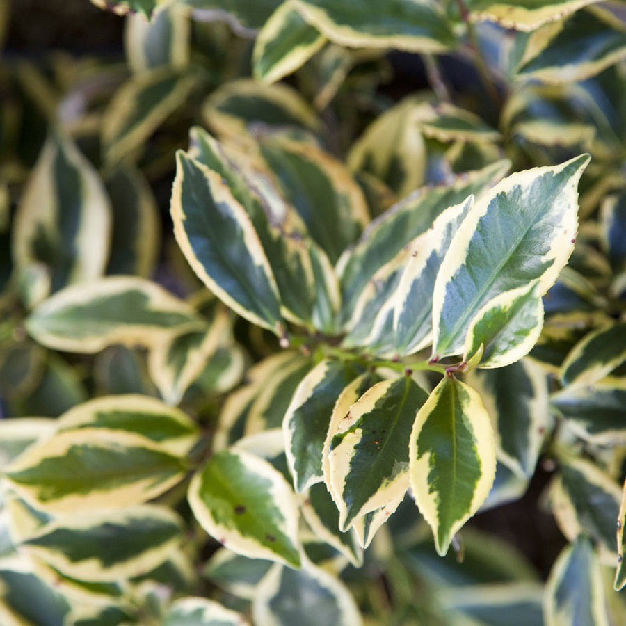 Romeo Cleyera (2 Gallon) Variegated Evergreen Shrub with Green and Creamy-White Foliage - Full Sun to Part Shade Live Outdoor Plant - Southern Living Plant Collection