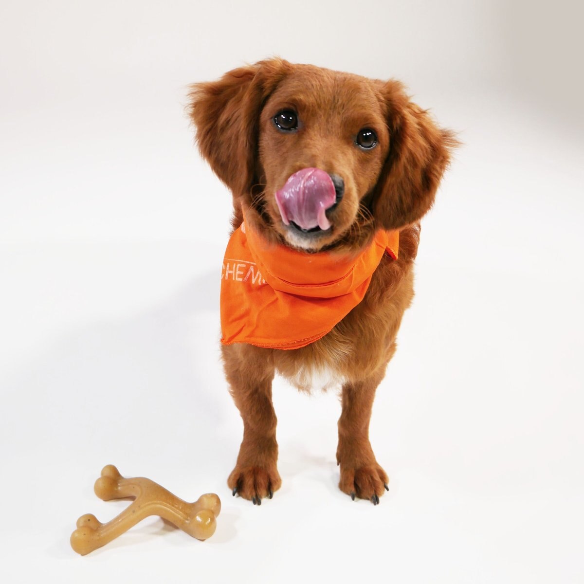 Nylabone Gourmet Style Strong Chew Wishbone Chicken Dog Toy， Brown