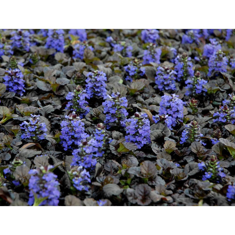 BELL NURSERY 4 in. Bugleweed (Ajuga) Live Perennial Groundcover Plant (6-Pack) AJUGA4BRZ6PK