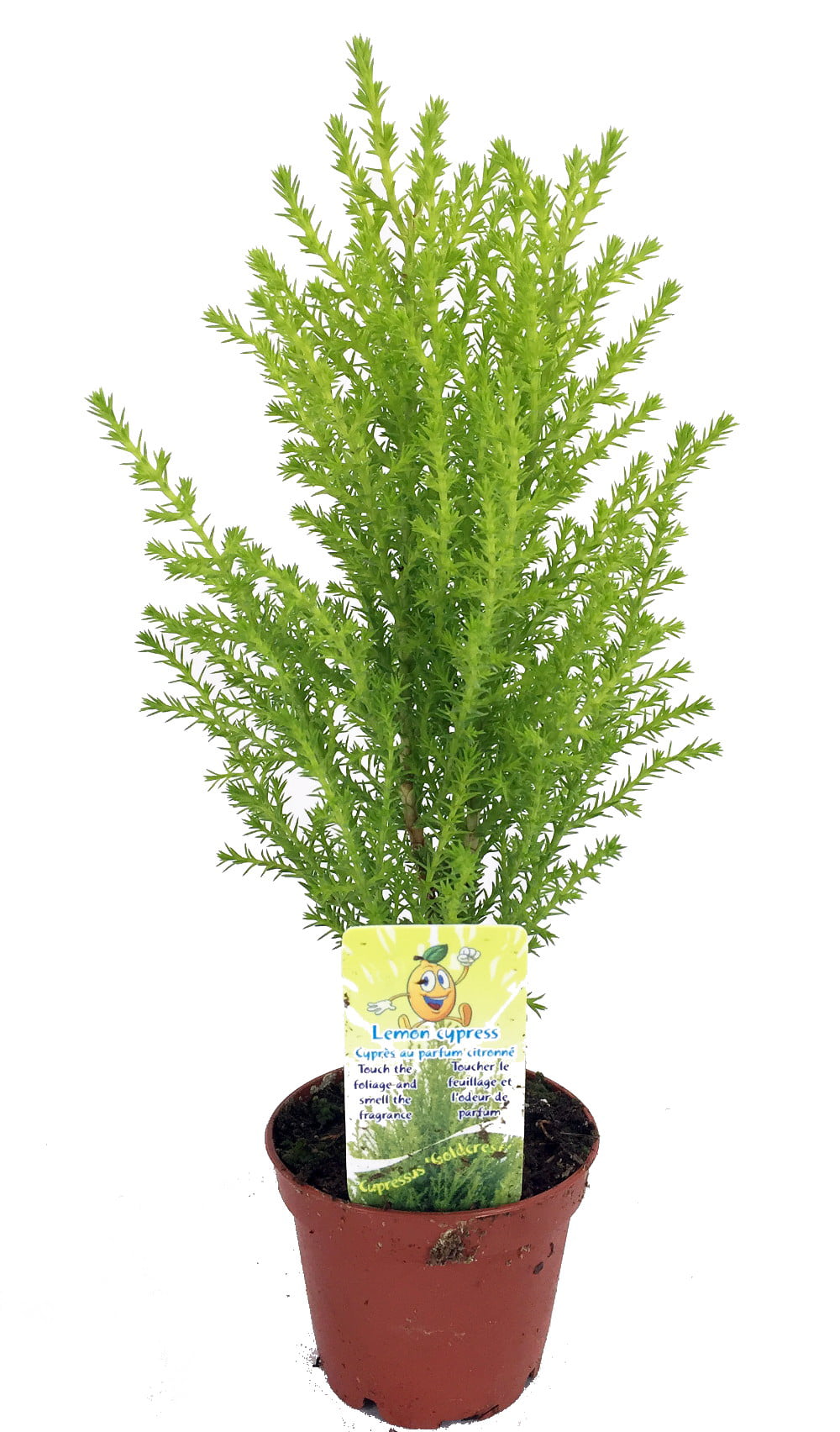 Lemon Scented Goldcrest Cypress Tree - Indoors/Out/FairyGarden - 2.5