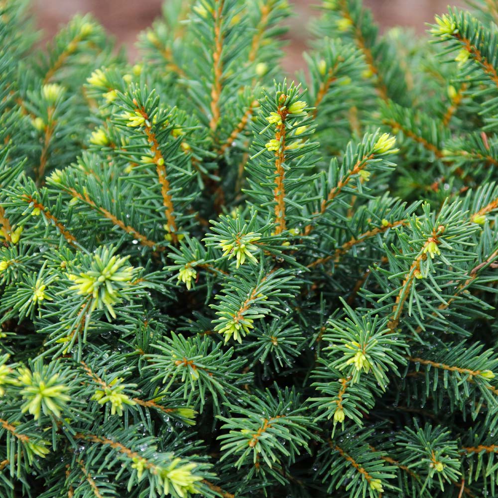 White Spruce Tree