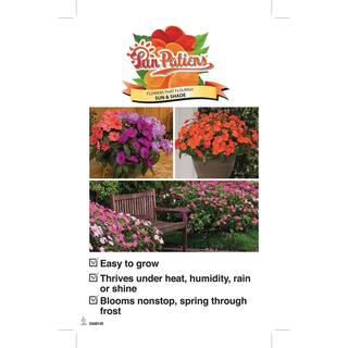 SunPatiens 1 Qt. Compact Lilac SunPatiens Impatiens Outdoor Annual Plant with Bright Purple Flowers 24457