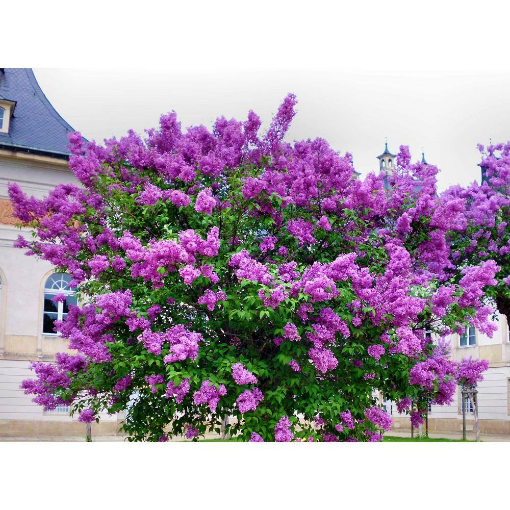 Online Orchards 18 in. - 36 in. Tall Bare-Root Royal Purple Lilac Shrub FLLI001