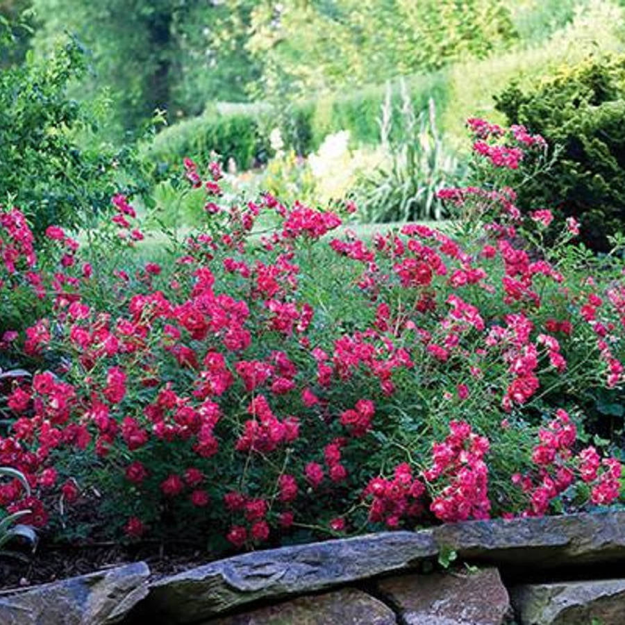 Red Drift Rose (1 Gallon) Low-Growing Groundcover Deciduous Flowering Shrub - Full Sun Live Outdoor Plant