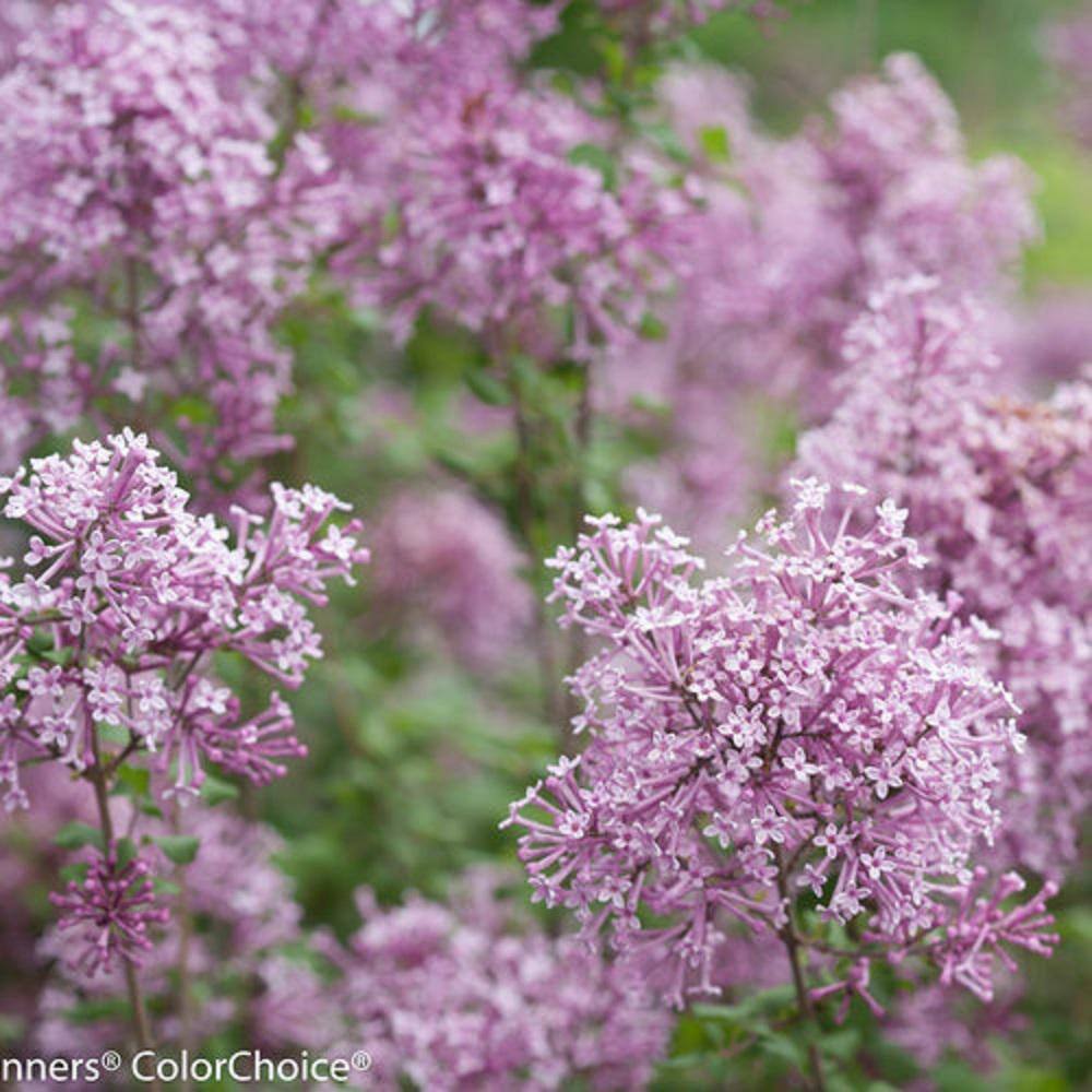 PROVEN WINNERS 2 Gal. Bloomerang Dark Purple Reblooming Lilac (Syringa) Live Shrub with Deep Purple Flowers PWSPA2BLM1PK